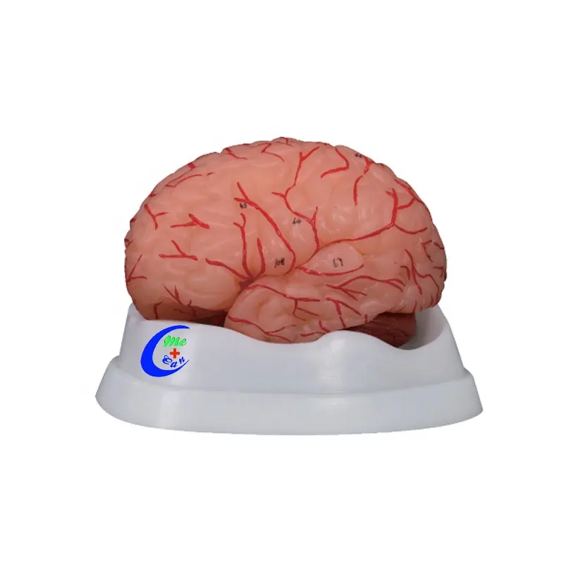 Medische Anatomie Hersenen Model Met Slagaders 9 Onderdelen