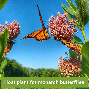 La colección Semences de <span class=keywords><strong>algodoncillo</strong></span> no OGM Heirloom incluye variedades llamativas de Rosa común de mariposa que atraen a la monarca - Product Image 4