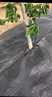Tapis de protection contre les mauvaises herbes en maille de couverture de sol en PE