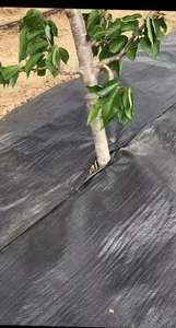 Tapis de protection contre les mauvaises herbes en maille de couverture de sol en PE - Product Image 5