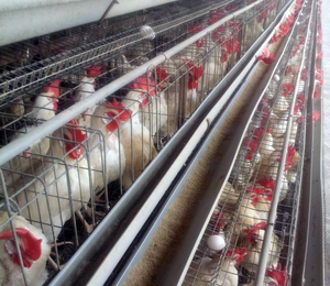 โรงงานอันผิง ผลิตแผงลวดเหล็กชุบสังกะสีสำหรับกรงไก่และสัตว์ปีก บริการดัดและตัดตามสั่ง - Product Image 6