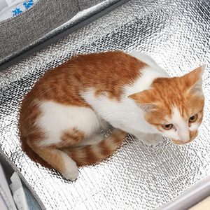 Maison pliable pour chat, isolée et imperméable, pour l'intérieur et l'extérieur, abri portable pour animaux de compagnie - Product Image 5