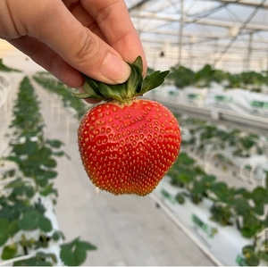 Nouvelle conception <span class=keywords><strong>PVC</strong></span> hydroponique fraises NFT <span class=keywords><strong>gouttière</strong></span> système de ravins pour la culture de fraises dans une serre commerciale - Product Image 4