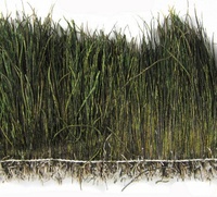 Auf Lager Natürliche Glitzernde Grüne Pfauenfedern Pfau-Federn auf Schnur für Kostüme Dekoration Fliegenbindematerialien