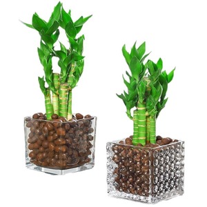 Plantes en pot de bambou Lotus Wenchang cultivées dans l'eau; Racines de plantes hydroponiques faciles d'entretien pour bureaux, verdure persistante - Product Image 5