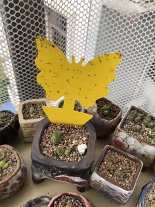 Trampas Adhesivas Amarillas para Moscas de la Fruta, Eliminador de Mosquitos del Hongo para Plantas de Interior y Control de Plagas en Jardines Exteriores - Product Image 4