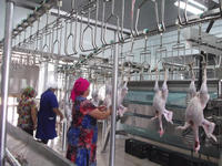 Équipement de ligne d'abattage personnalisable en usine pour poulets, pigeons, cailles, oies, lapins, oiseaux et canards