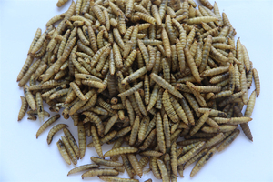 Venta al por mayor para fabricantes: Alimento profesional delicioso y de rápida digestión para aves, <span class=keywords><strong>gusanos</strong></span> grasos de 10 kg, 100% proteína natural en forma de pellets. - Product Image 6