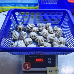 <span class=keywords><strong>Pulpo</strong></span> Bebé <span class=keywords><strong>Congelado</strong></span> Premium, <span class=keywords><strong>Entero</strong></span> y Eviscerado, IQF, Mariscos - Product Image 4