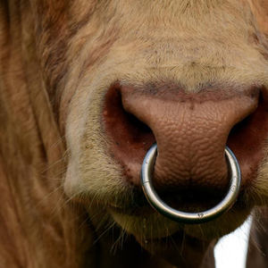 Anel Nasal de Aço Inoxidável com Trava Automática para Gado, Vaca e Boi - Product Image 6