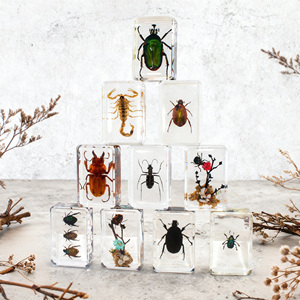 Colorido escarabajo resina ámbar educativo incrustado insecto espécimen resina decoración espécimen biológico - Product Image 1