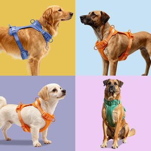 Set di Collare, Guinzaglio e Pettorina per Cani di Taglia Media in PVC Imbottito con Bottoni, Quattro Pezzi di Lusso - Product Image 6