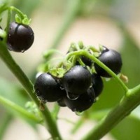Vente chaude de haute qualité pur naturel Solanum nigrum extrait Solanum nigrum poudre