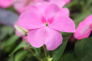 Cantidad a granel Impatiens <span class=keywords><strong>Balsamina</strong></span> Extracto Impatiens <span class=keywords><strong>Balsamina</strong></span> - Product Image 3