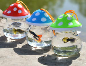 Betta poisson réservoir de poisson <span class=keywords><strong>pas</strong></span> <span class=keywords><strong>cher</strong></span> baignoire réservoir tortue boîte <span class=keywords><strong>à</strong></span> bijoux - Product Image 3