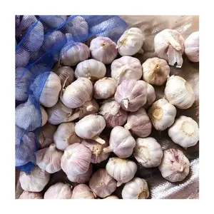 中国白色大蒜网袋高品质批发低价全球间隙新鲜普通白色加利奇