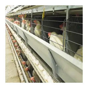 Cages pour poules pondeuses de type H à bas prix pour 5000 oiseaux à Tunisa