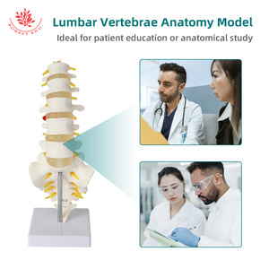 Modèle de colonne lombaire FRT034, modèle de ceinture vertébrale lombaire à cinq segments et de sacrum, modèle de hernie discale intervertebrale - Product Image 2