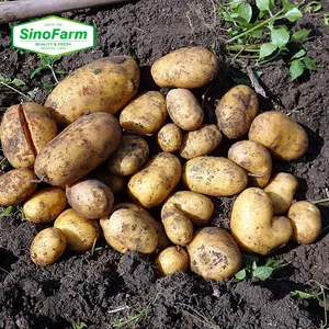 Chinese Factory Supply Fresh New Crop Vegetables Wholesale Holland Seed Potato Fresh Prices In China For Export Potatoesfresh