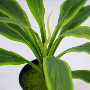 ต้นคอร์ดิไลน์เทียม คุณภาพพรีเมียม สูง 40 ซม. สีเขียว เป็นมิตรกับสิ่งแวดล้อม น้ำหนักเบา ทนทาน ผลิตจากวัสดุ PEVA+PE+PP เหมาะสำหรับตกแต่งบ้าน งานแต่งงาน หรืองานขึ้นบ้านใหม่ - Product Image 2