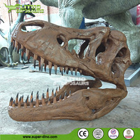 Répliques de fossiles de crâne de dinosaure T-Rex du musée