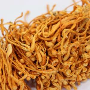 Extrait de Cordyceps Militaris, Cordycepine 1% à 98%, Polysaccharides 30%~50%, Adénosine, Poudre Premium Personnalisable - Product Image 3