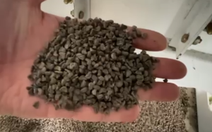 Macchina per la pulizia dei semi di canapa in Malesia macchina per la pulizia dei semi di canapa macchina per la lavorazione dei semi di Chia - Product Image 6