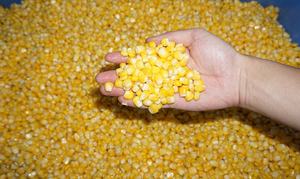 Endüstriyel taze mısır harman mısır harman makinesi mısır daneleme makinesi - Product Image 2