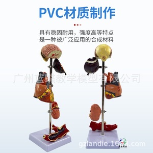 Modelo de hipertensión/presión arterial; Modelo de diabetes/visceras patológicas; Cerebro patológico; Presión ocular; Corazón; Riñones; - Product Image 2
