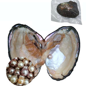 หอยมุกน้ำจืดธรรมชาติแบบเปิด มุกหลายสี ขายส่ง สำหรับงาน DIY - Product Image 1