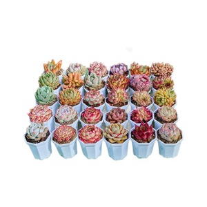 Succulent Plants Potted Indoor Outdoor Decorative Gift Round Plastic Container Factory Direct Large Beautiful Cute - Product Image 2