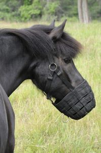 Anti <b>Slip</b> Horse Muzzle With Secure Fastening For Active Horses In Open Pasture Environments - Product Image 5