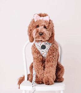 Diseño único Reversible Mascota <span class=keywords><strong>Collar</strong></span> Correa Conjunto Arnés Fabricantes Bordado Perro Arnés Perro Pequeño - Product Image 6