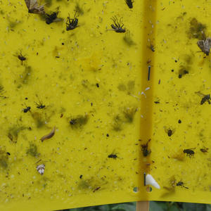 Trampa de Feromonas para Insectos <span class=keywords><strong>Empoasca</strong></span> Vitis Gothe, Líquido Ecológico Biológico, Trampa para Saltamontes de Hoja Verde Pequeña, Pesticida para Jardín de Té - Product Image 2