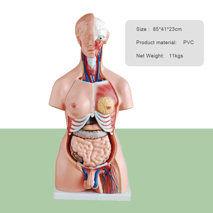 23 विसनीय भागों pvc प्लास्टिक 85 सेमी मानव टोरसो मॉडल चिकित्सा विज्ञान शिक्षण शारीरिक प्रदर्शन मॉडल - Product Image 2