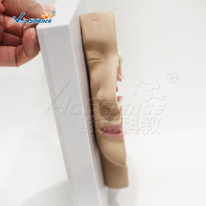 Modèle avancé des vaisseaux sanguins et des nerfs sur la surface médiale de la bouche, du nez et du pharynx ; un matériel pédagogique pour la salle de classe - Product Image 4