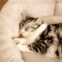 Coussin pour chat et chien chaud et moelleux en peluche, lavable, anti-anxiété, avec rebord surélevé, forme donut, OEM