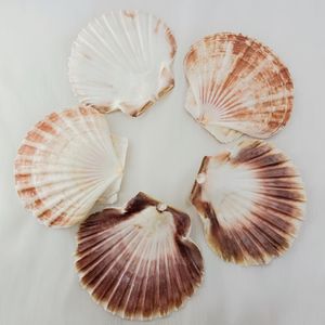 Pétoncles naturels colorés plats pour décoration de mariage de <span class=keywords><strong>plage</strong></span> ou service de fruits de mer - Product Image 1