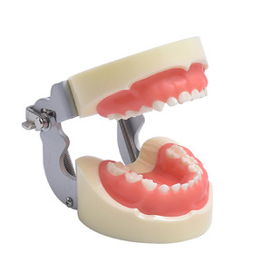 Modelo de preparación dental para niños de 24 dientes, marco de aluminio, dientes de resina, 102x92x68mm, para educación dental - Product Image 3