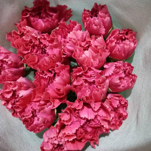 Carnation Kunming Fleurs faites à la main 20 bâtons/cravate Oeillets simples frais coupés pour la fête des mères Saint Valentin Graduation - Product Image 5