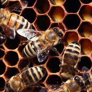 Silicona de Grado Platino 1:1 Económica para Modelado con Cera de Abeja, Silicona de Grado Alimenticio - Product Image 5