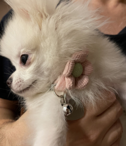 XXs XS Cat & Dog <span class=keywords><strong>Collar</strong></span> <span class=keywords><strong>Pink</strong></span> Flower Bell <span class=keywords><strong>Collar</strong></span> para mascotas Breakaway Cute Suede <span class=keywords><strong>Collar</strong></span> seguro ajustable para gatos para pequeños gatitos cachorros - Product Image 4