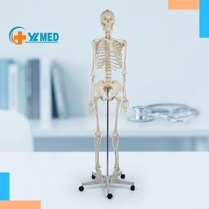 <span class=keywords><strong>Squelette</strong></span> humain grandeur nature <span class=keywords><strong>de</strong></span> 180 cm, enseignement médical et scientifique, formation, anatomie, PVC, plastique, Boneo Anatomico CE/ISO - Product Image 1