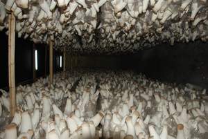 Sterilizzatore per Funghi Commestibili (Shiitake, Ostrica, Ganoderma) - Attrezzatura Industriale per la Coltivazione e la <span class=keywords><strong>Sterilizzazione</strong></span> di Funghi - Product Image 4