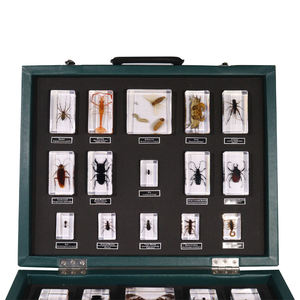 Taxidermy paperweight อะคริลิค30ชนิดตัวอย่างแมลงเรซิ่นเครื่องมือการศึกษาสำหรับการเรียนการสอน - Product Image 4