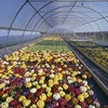 Serre tunnel monocouche pour légumes, structure en acier galvanisé à chaud avec couverture en feuille plastique durable pour l'agriculture