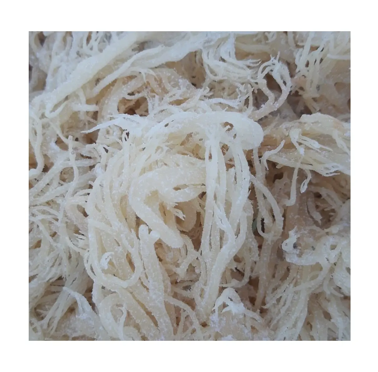 Wildcrafted Sea Moss - Irish Moss dari Vietnam Ocean - Ms. Esther (WhatsApp: + 84 963590549)