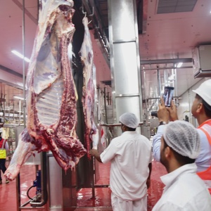 Facile Operare Torace Aperto Sega per il Bestiame Abattoir - Product Image 5