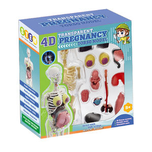 Juguetes de órganos humanos 4D transparente Pergnancy anatomía Torso modelo de enseñanza niños ciencia Juguetes Educativos - Product Image 2