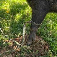 Kit complet de contrôle de la faune : Piège à pattes avec ancre au sol pour sanglier, coyote et gros prédateurs